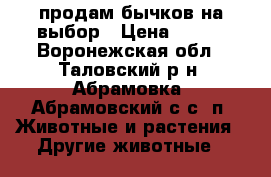 продам бычков на выбор › Цена ­ 250 - Воронежская обл., Таловский р-н, Абрамовка (Абрамовский с/с) п. Животные и растения » Другие животные   